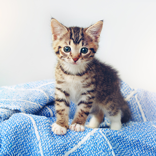 small kitten on blanket