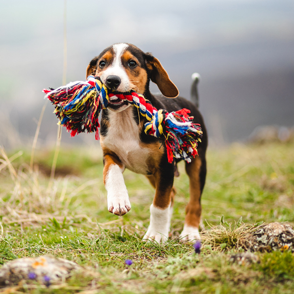 Adorable mixed breed puppy playing with his toy on mountain