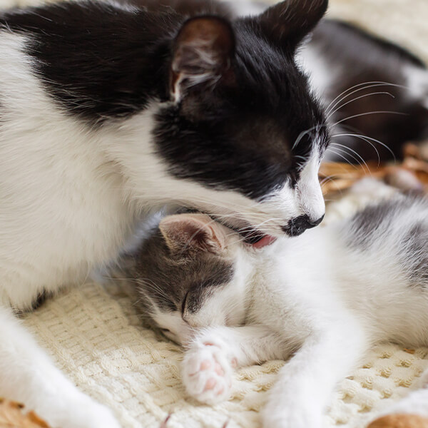 mom and kitten