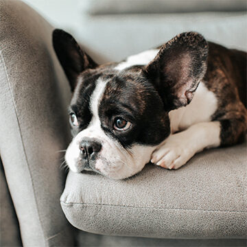 sad dog on couch